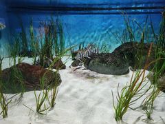 -新加坡海洋生态馆