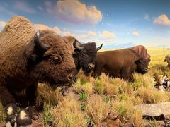 -陕西自然博物馆