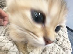 -pd派德宠物中心医院24H急重症·眼科中心·血液透析中心(嵩山北路店)