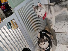 -Husky Go!哈士奇体验馆·宠物咖啡厅狗咖