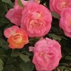 -凡碧诗毛孔收细