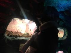 -上海大自然野生昆虫馆(东方明珠·爬宠昆虫探索中心)