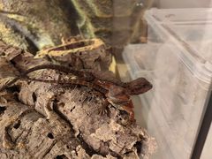 -酷以爬仙阁实体爬宠店·守宫·蜥蜴·专业繁育