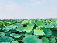-白洋淀景区