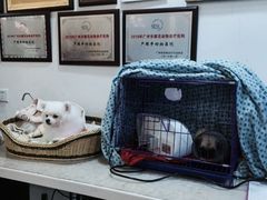 -严国平动物医院(德政总院)