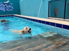 -趣玩宠物乐园寄养训犬训狗游泳池