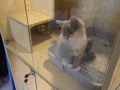 -平行世界·猫咖(首经贸店)