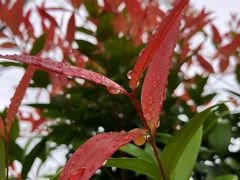 -广州从化都喜泰丽度假温泉酒店