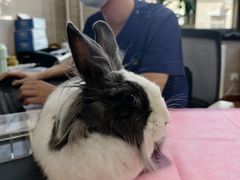 -北京观赏动物医院·24小时大型综合·猫专科·异宠专科