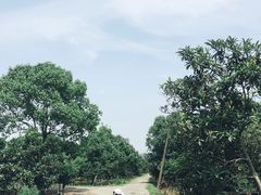 -塘栖枇杷特色园区