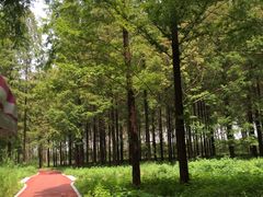 -黄海国家森林公园