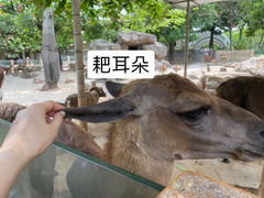 -广州动物园