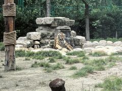 -上海野生动物园老虎餐厅