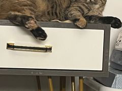 -米苏动物医院·犬猫专科·骨科外科内窥镜