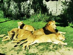 -北京野生动物园