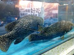 龙戥鱼-御唐府海珊瑚主题餐厅
