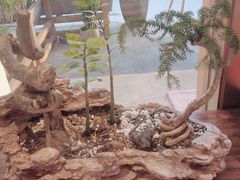 -不凡脑禅境·养生·舒压调理SPA(华发世纪城店)