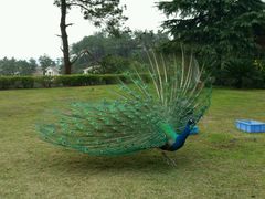 android_upload_pic-杭州千岛湖开元度假村