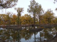 -金塔沙漠胡杨林景区