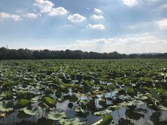 -荷塘月色湿地公园·向阳花洲