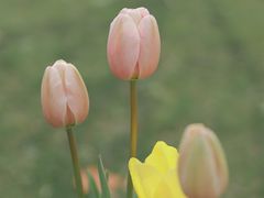 -杭州湾海上花田景区