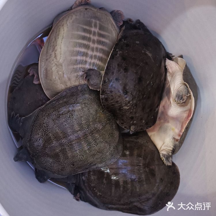 湖北特色荆州甲鱼