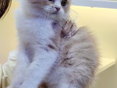 -小猫来了·猫舍(红山六九七九店)