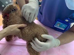 -北京观赏动物医院·24小时大型综合·猫专科·异宠专科