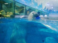 -芜湖新华联大白鲸海洋公园