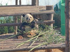 -西霞口神雕山野生动物世界