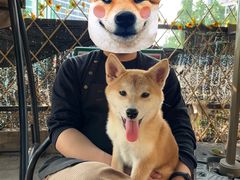 -柴犬高等学院·狗咖·柴犬售卖·宠物训练