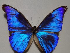 -上海昆虫博物馆