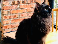 -豆逗聊愈猫阁Easy Life
