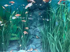 -上海海洋水族馆