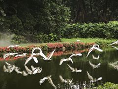 -广州长隆飞鸟乐园