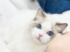 -袖虎·猫馆(体育西路店)