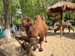 -北京野生动物园