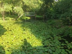 -上海共青森林公园