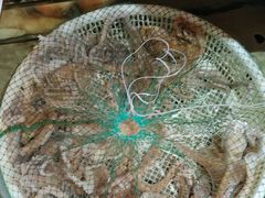 -天天渔港(杏林街店)