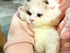 -楼上猫咖(罗湖店)