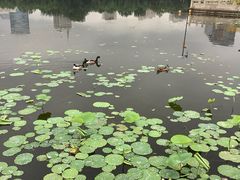 -莲花池公园