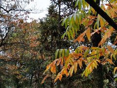 -杭州半山国家森林公园