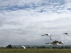 -盐城丹顶鹤湿地生态旅游区