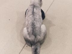 -藏猫猫咖啡主题馆(中央大道店)