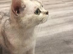 -BABIT巴比特宠物(MOMOPARK店)