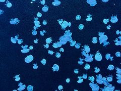 -欢乐海岸海洋奇梦馆