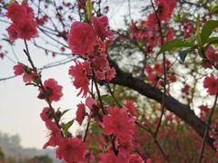 -南国桃园旅游度假区