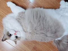 -猫十亿·布偶金渐层·曼基康矮脚猫舍(青年路店)