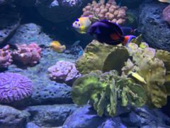 -暹罗海洋世界
