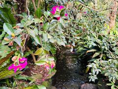 -EG Waterhouse Camellia Gardens Sutherland Shire